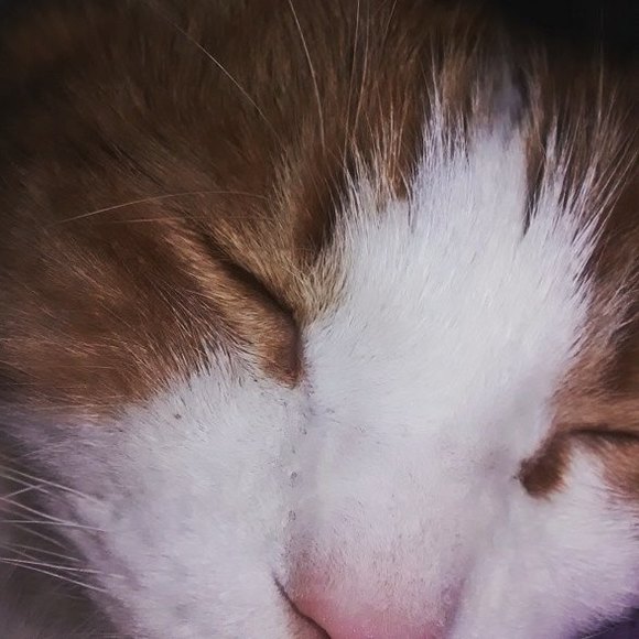 indykitty